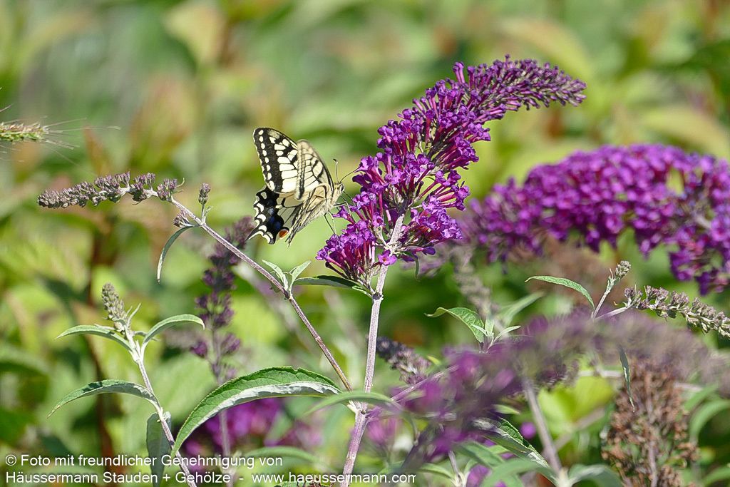 Sommerflieder 'Nanho Purple' (Buddleja davidii)