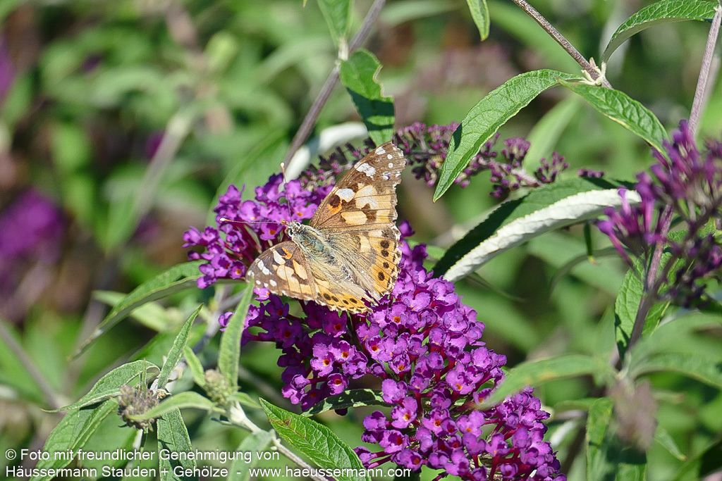 Sommerflieder 'Nanho Purple' (Buddleja davidii)