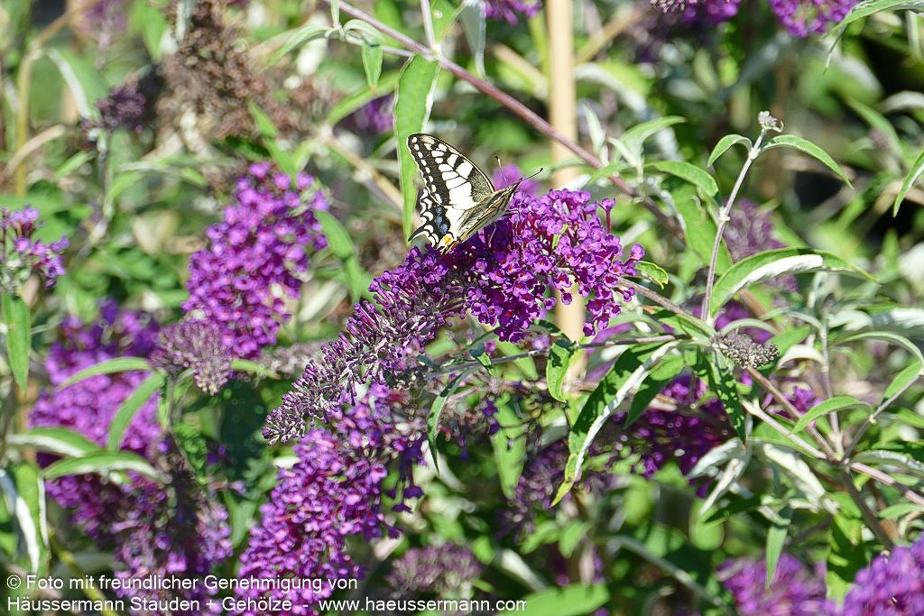 Sommerflieder 'Nanho Purple' (Buddleja davidii)