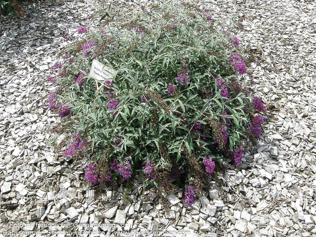 Sommerflieder 'Nanho Purple' (Buddleja davidii)
