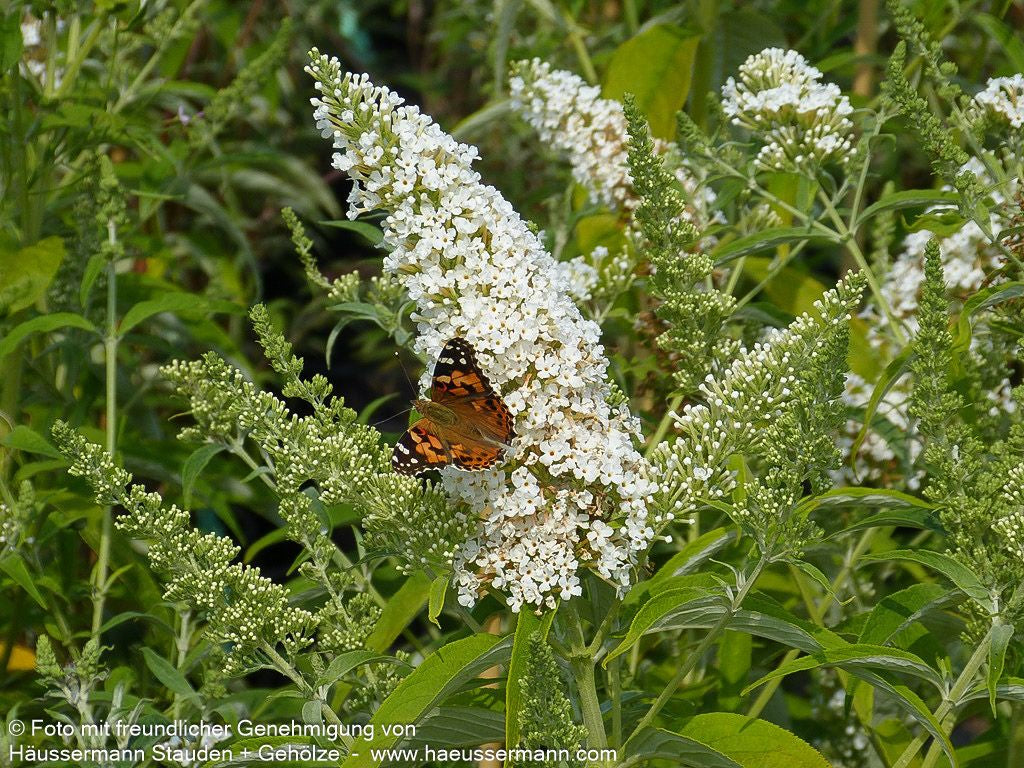 Sommerflieder 'Peace' (Buddleja davidii)