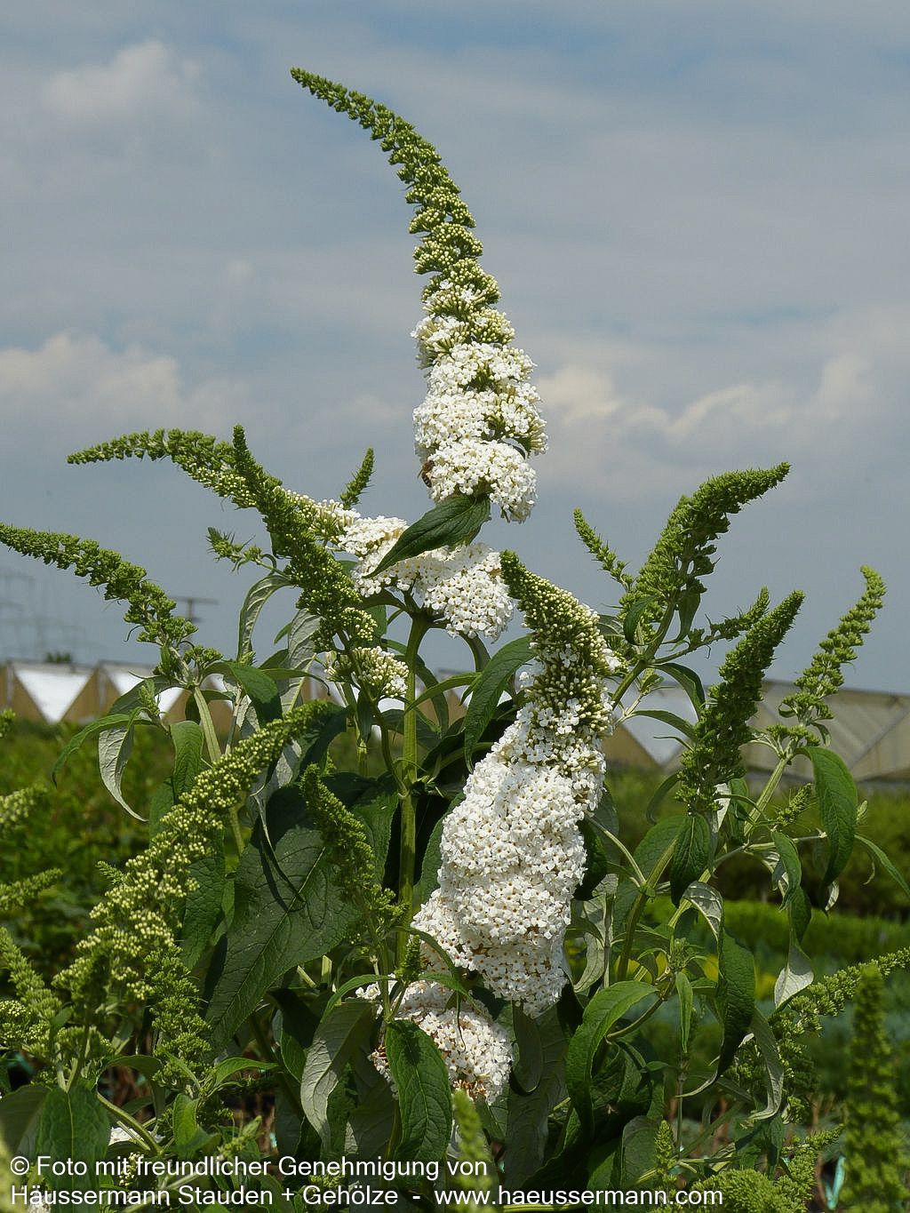 Sommerflieder 'Peace' (Buddleja davidii)