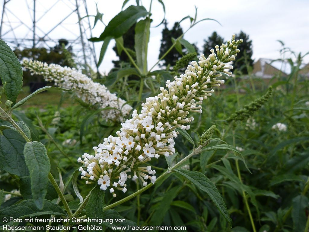 Sommerflieder 'Peace' (Buddleja davidii)