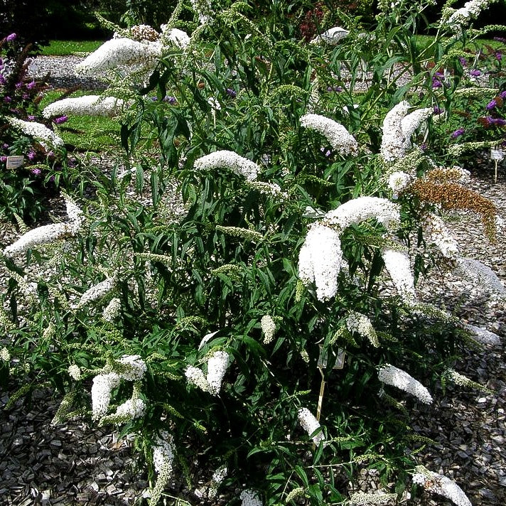 Sommerflieder 'Peace' (Buddleja davidii)