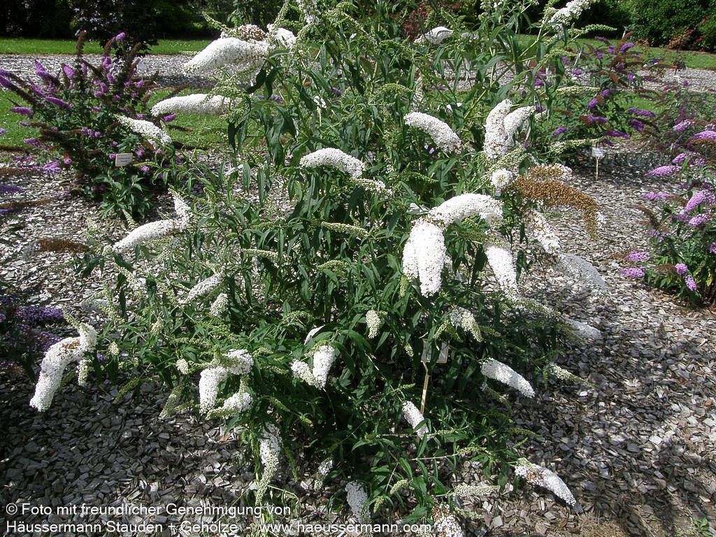Sommerflieder 'Peace' (Buddleja davidii)