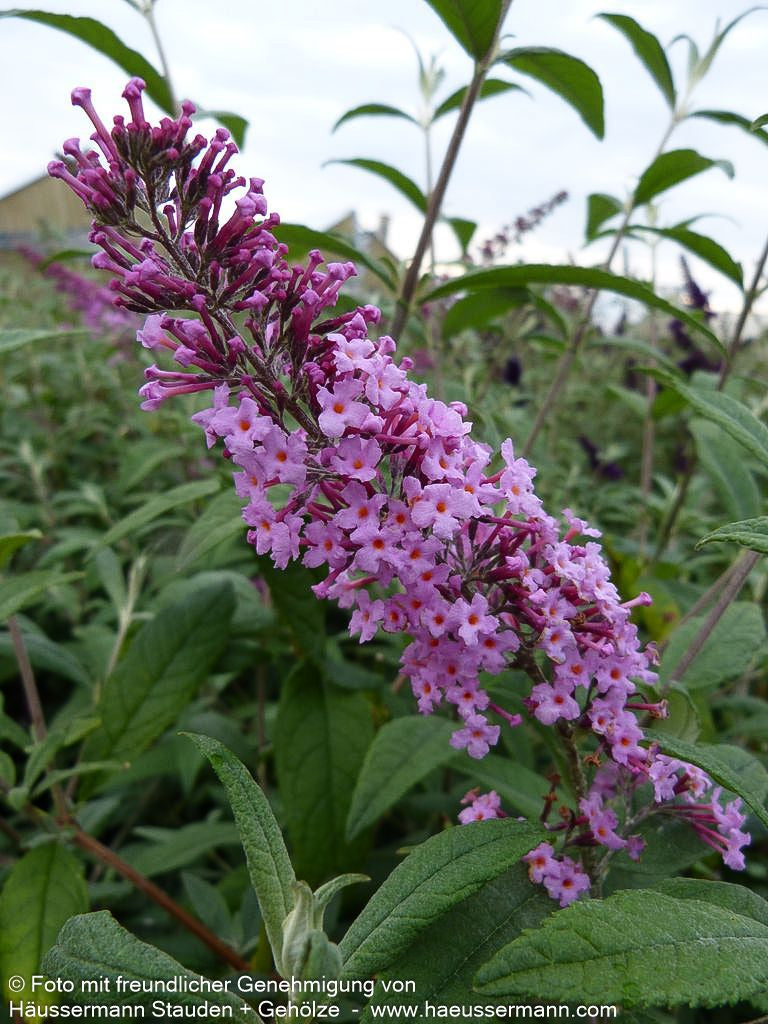 Sommerflieder 'Pink Delight' (Buddleja davidii)