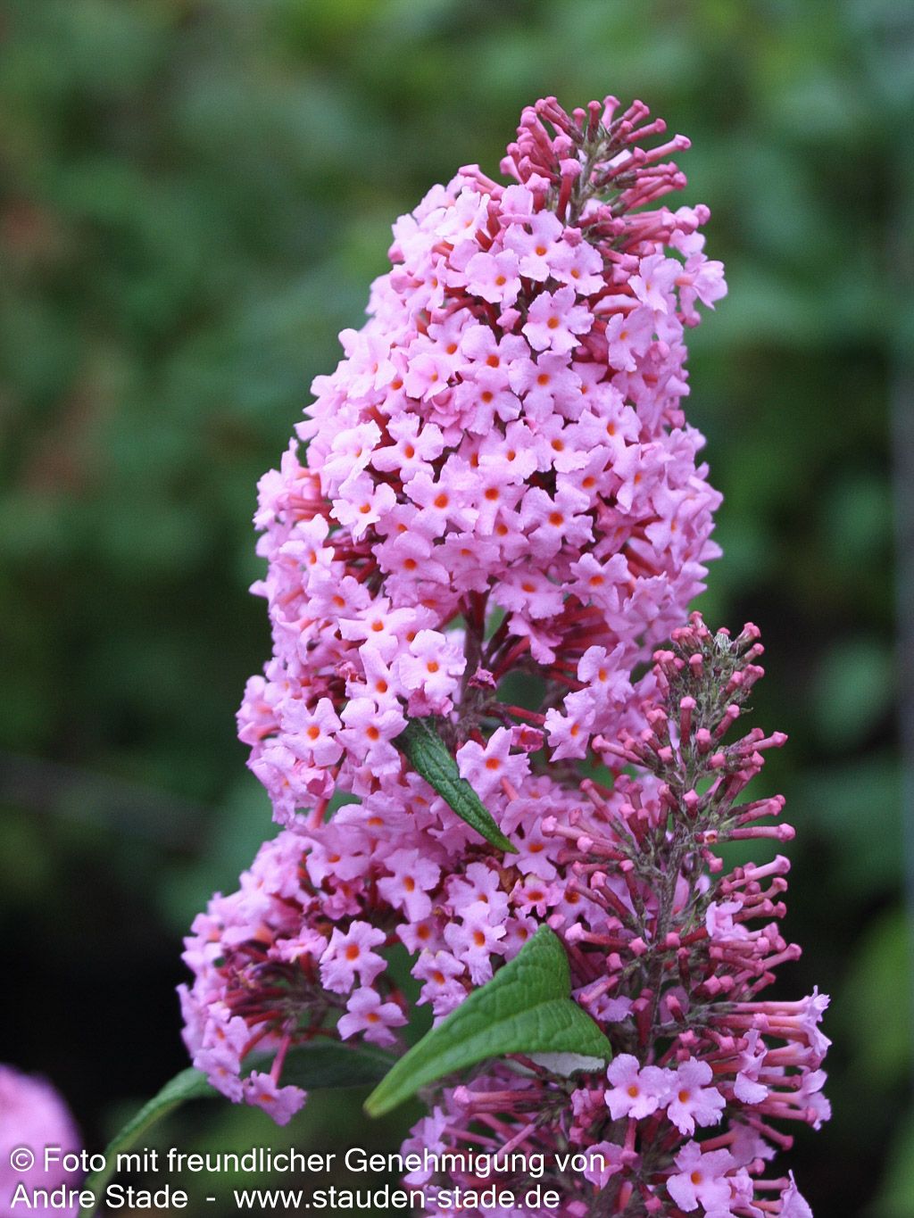 Sommerflieder 'Pink Delight' (Buddleja davidii)