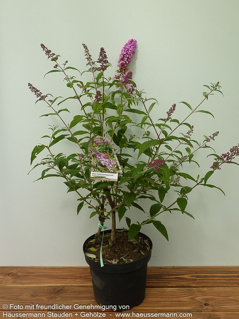 Sommerflieder 'Pink Delight' (Buddleja davidii)