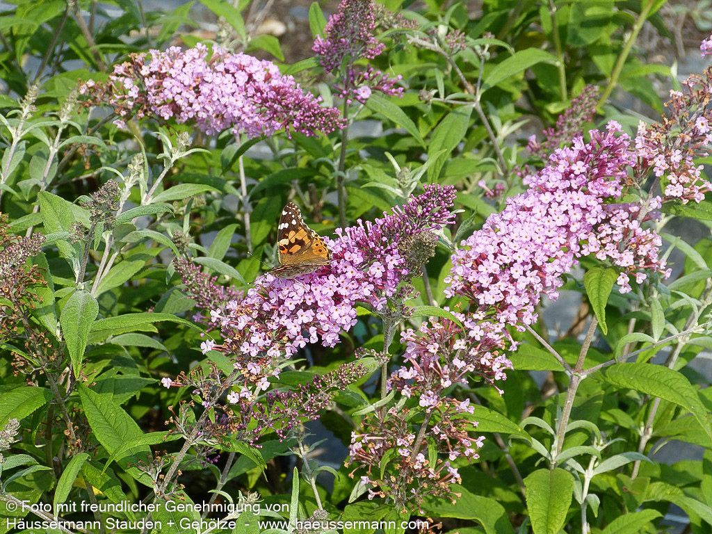 Sommerflieder 'Pink Delight' (Buddleja davidii)