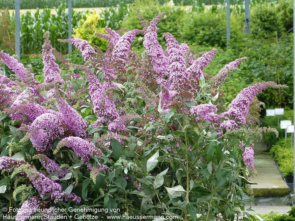 Sommerflieder 'Pink Delight' (Buddleja davidii)