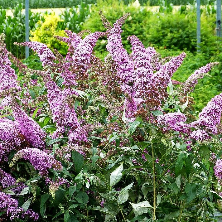 Sommerflieder 'Pink Delight' (Buddleja davidii)