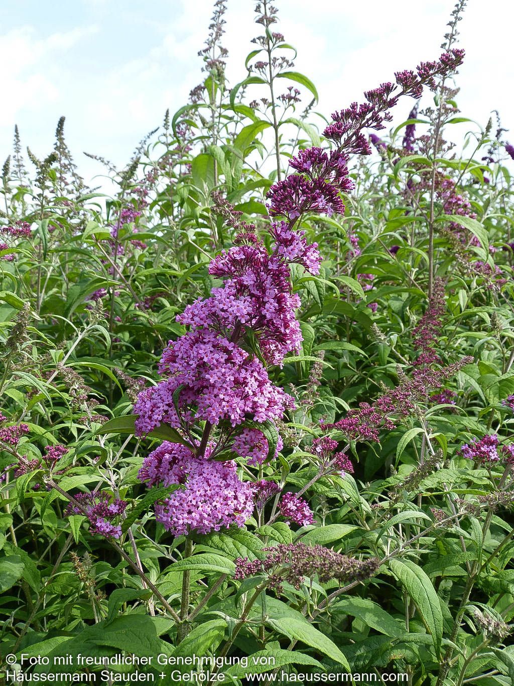 Sommerflieder 'Pink Delight' (Buddleja davidii)
