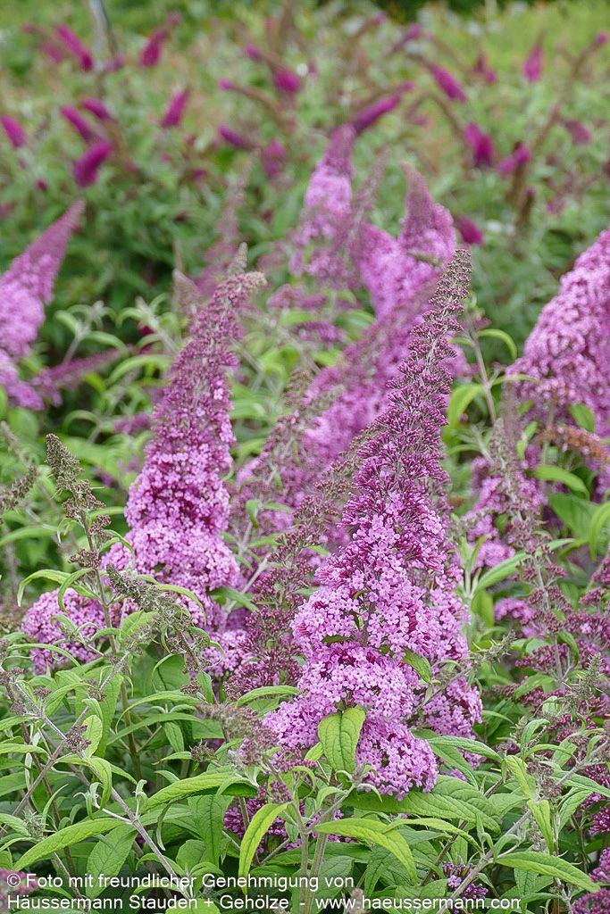 Sommerflieder 'Pink Delight' (Buddleja davidii)