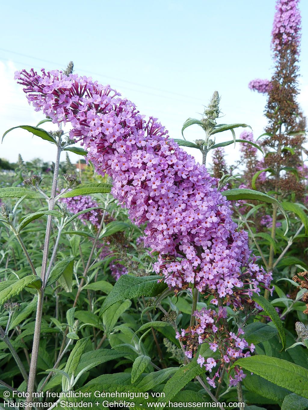 Sommerflieder 'Pink Delight' (Buddleja davidii)
