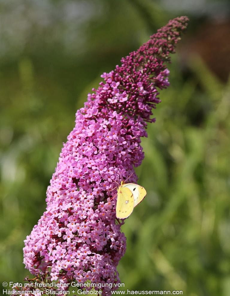 Sommerflieder 'Pink Delight' (Buddleja davidii)