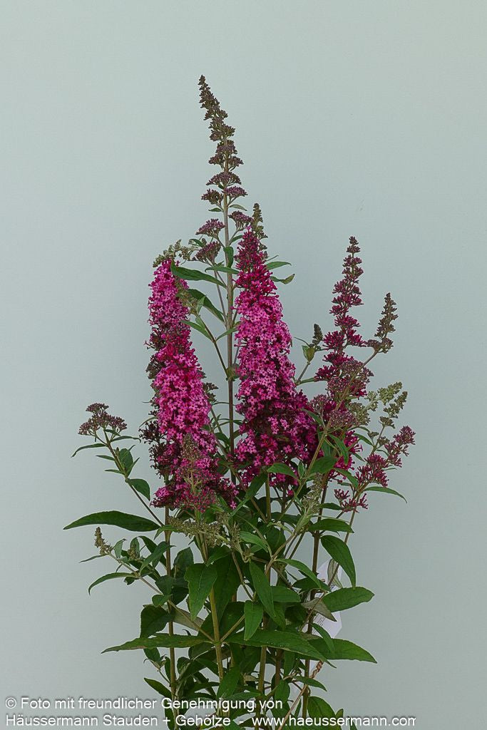 Sommerflieder 'Prince Charming' (Buddleja davidii)