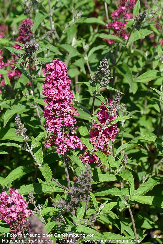 Sommerflieder 'Prince Charming' (Buddleja davidii)