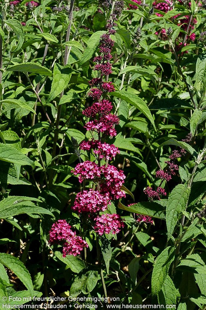 Sommerflieder 'Prince Charming' (Buddleja davidii)