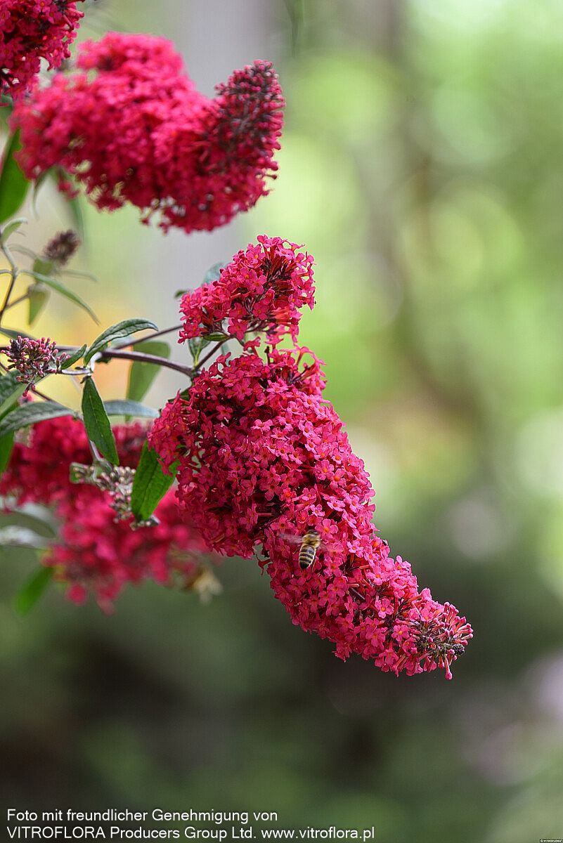 Sommerflieder 'Prince Charming' (Buddleja davidii)