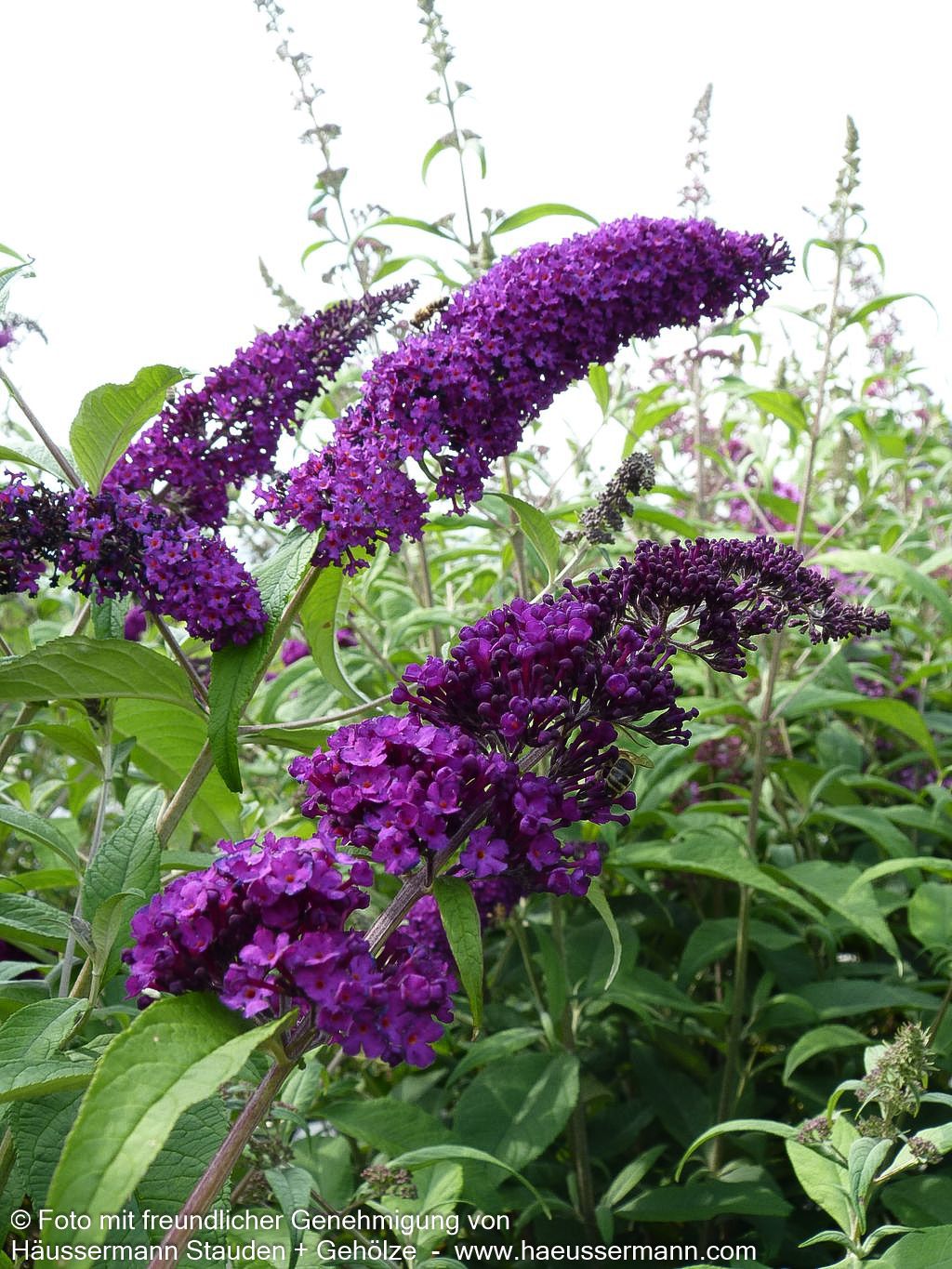 Sommerflieder 'Royal Red' (Buddleja davidii)