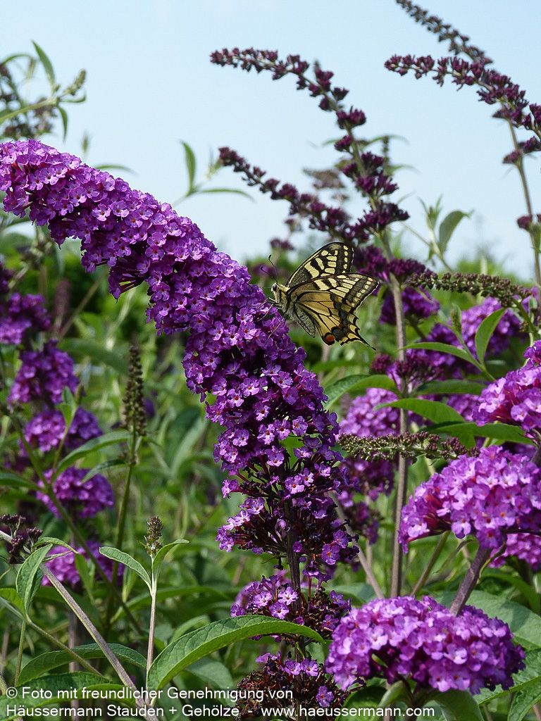 Sommerflieder 'Royal Red' (Buddleja davidii)