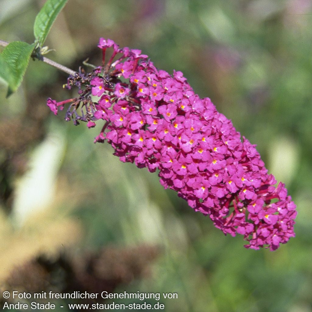 Sommerflieder 'Royal Red' (Buddleja davidii)