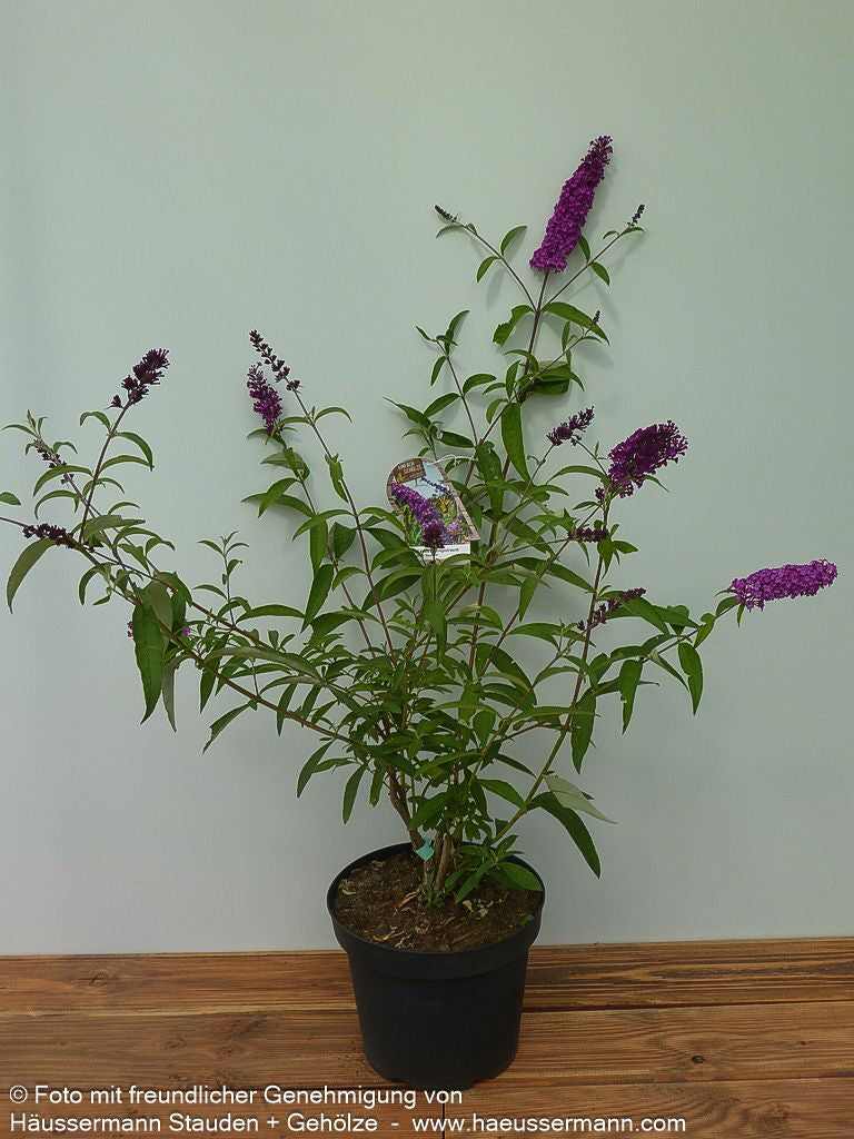 Sommerflieder 'Royal Red' (Buddleja davidii)