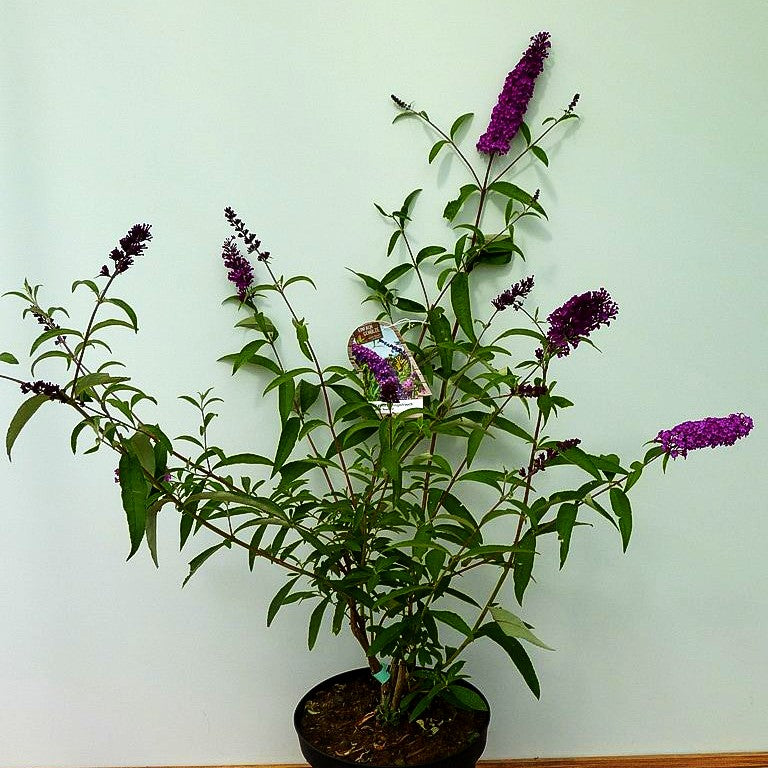 Sommerflieder 'Royal Red' (Buddleja davidii)
