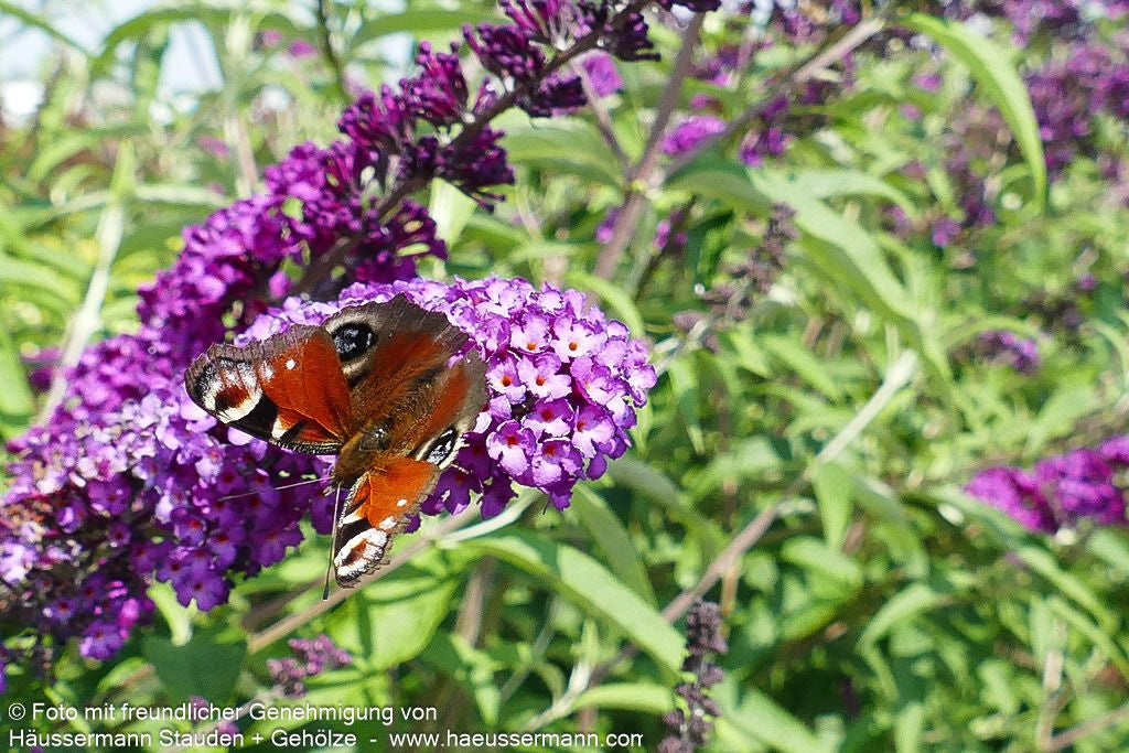 Sommerflieder 'Royal Red' (Buddleja davidii)
