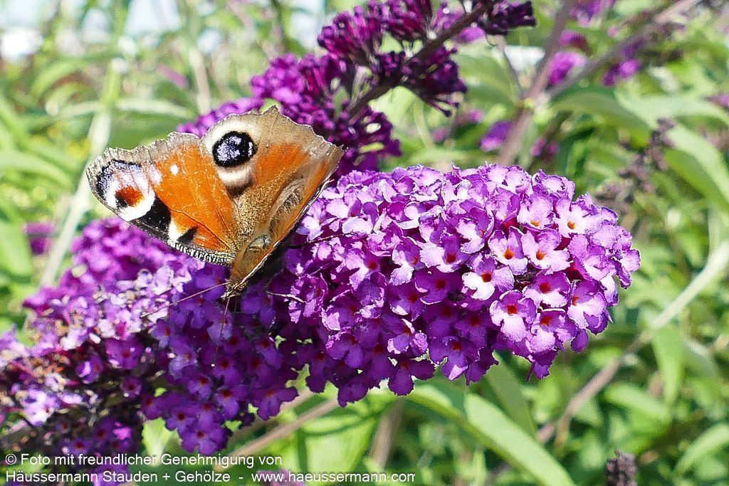 Sommerflieder 'Royal Red' (Buddleja davidii)