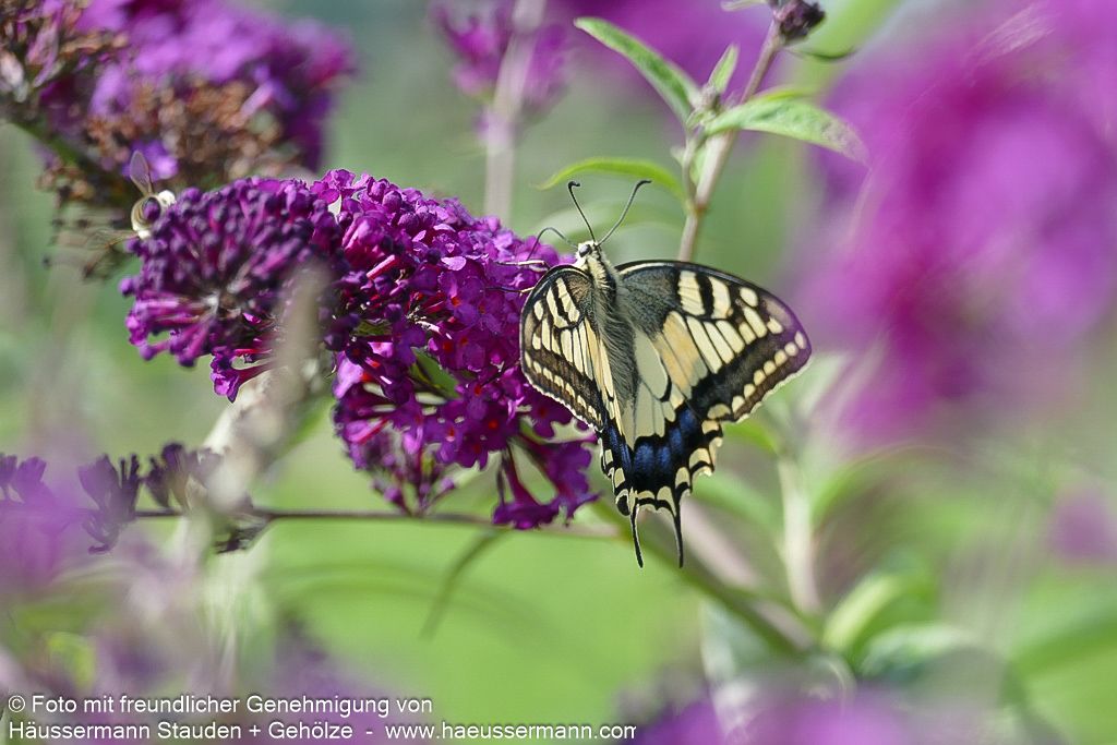Sommerflieder 'Royal Red' (Buddleja davidii)