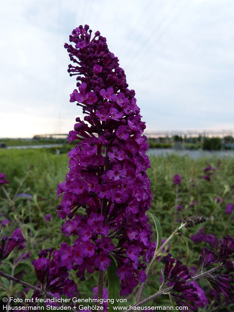 Sommerflieder 'Royal Red' (Buddleja davidii)