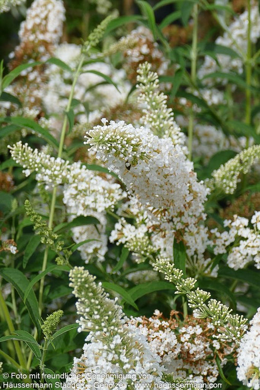 Sommerflieder 'White Profusion' (Buddleja davidii)