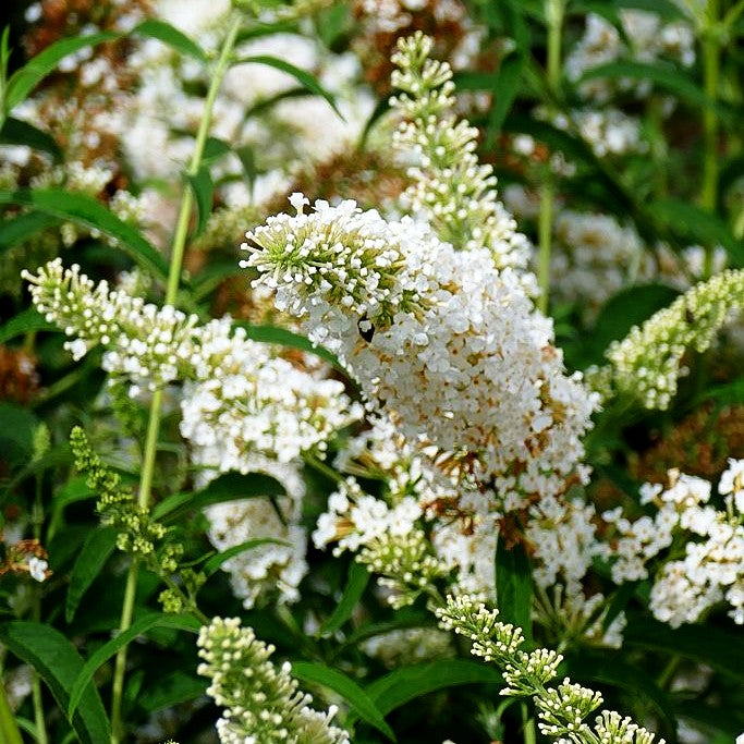 Sommerflieder 'White Profusion' (Buddleja davidii)