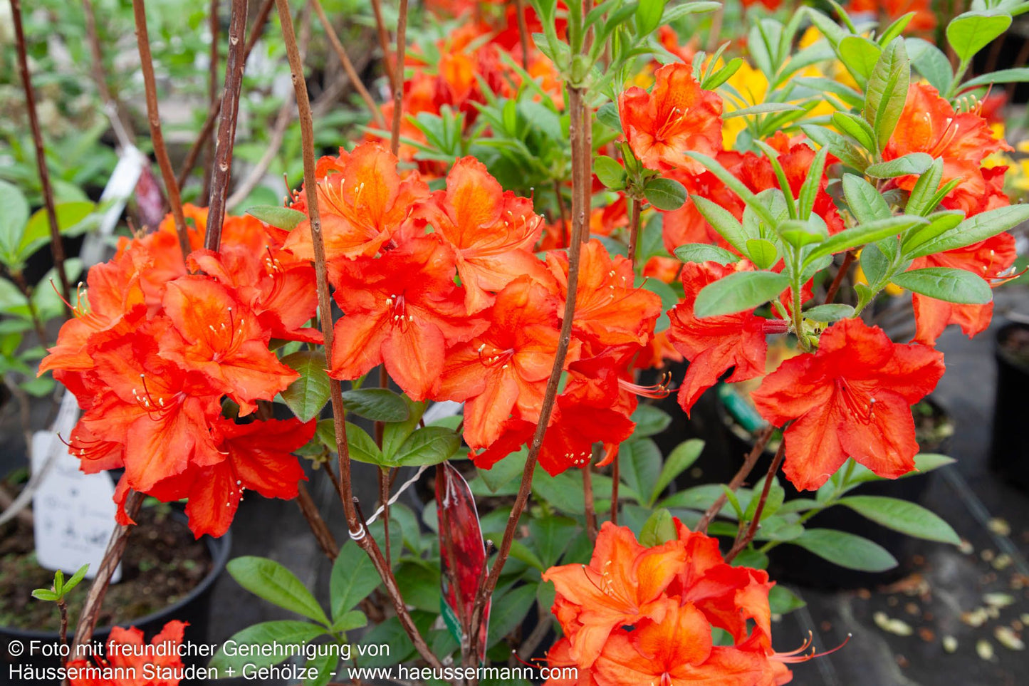 Sommergrüne Azalee 'Feuerwerk' (Rhododendron luteum  I)