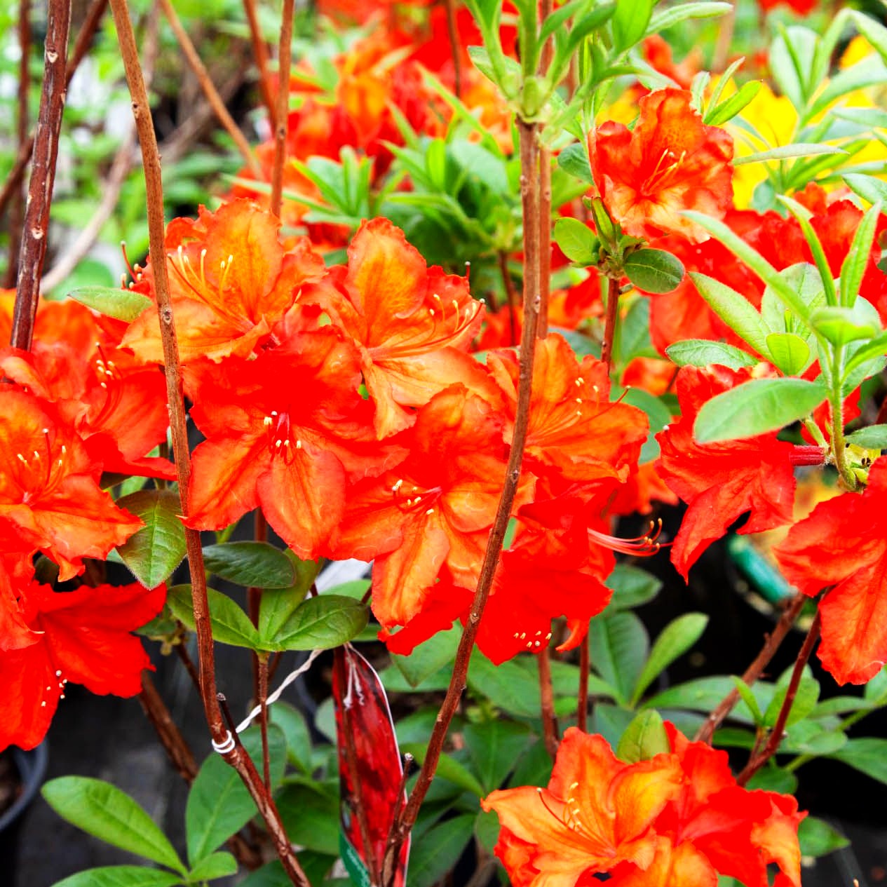 Sommergrüne Azalee 'Feuerwerk' (Rhododendron luteum I)
