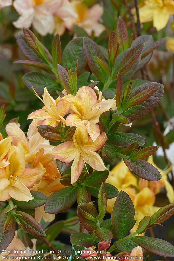 Sommergrüne Azalee 'Golden Sunset' (Rhododendron luteum  II)