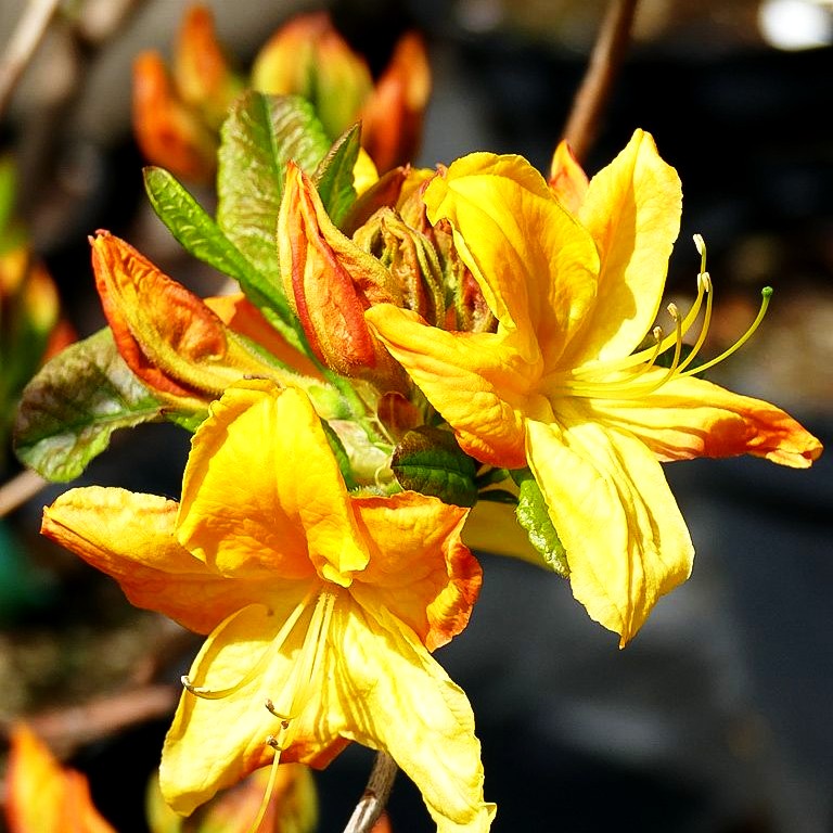 Sommergrüne Azalee 'Goldstück' (Rhododendron lut.)