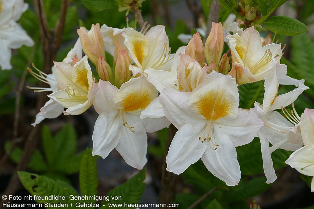 Sommergrüne Azalee 'Persil' (Rhododendron luteum  II)