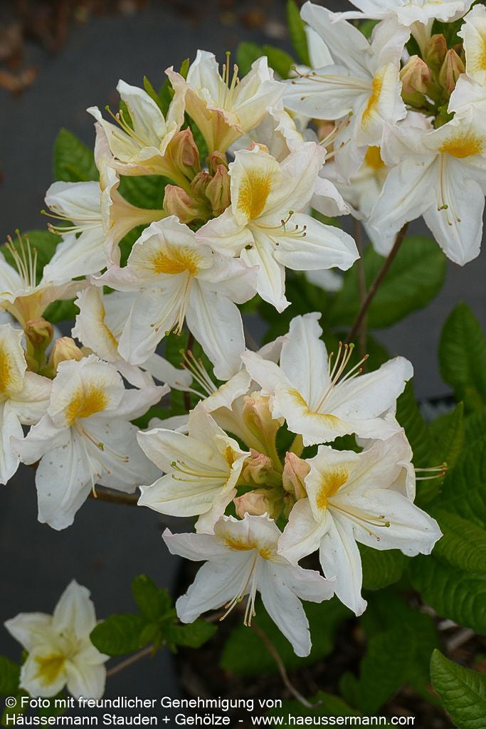 Sommergrüne Azalee 'Persil' (Rhododendron luteum  II)