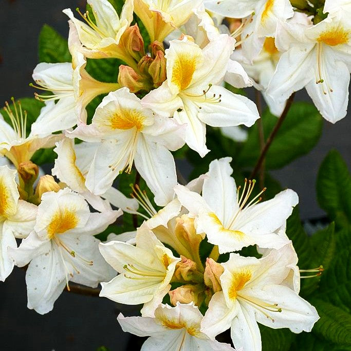 Sommergrüne Azalee 'Persil' (Rhododendron luteum II)