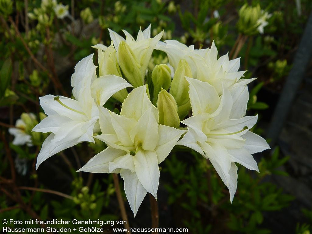 Sommergrüne Azalee 'Schneeköpfchen' (Rhododendron x mixtum)