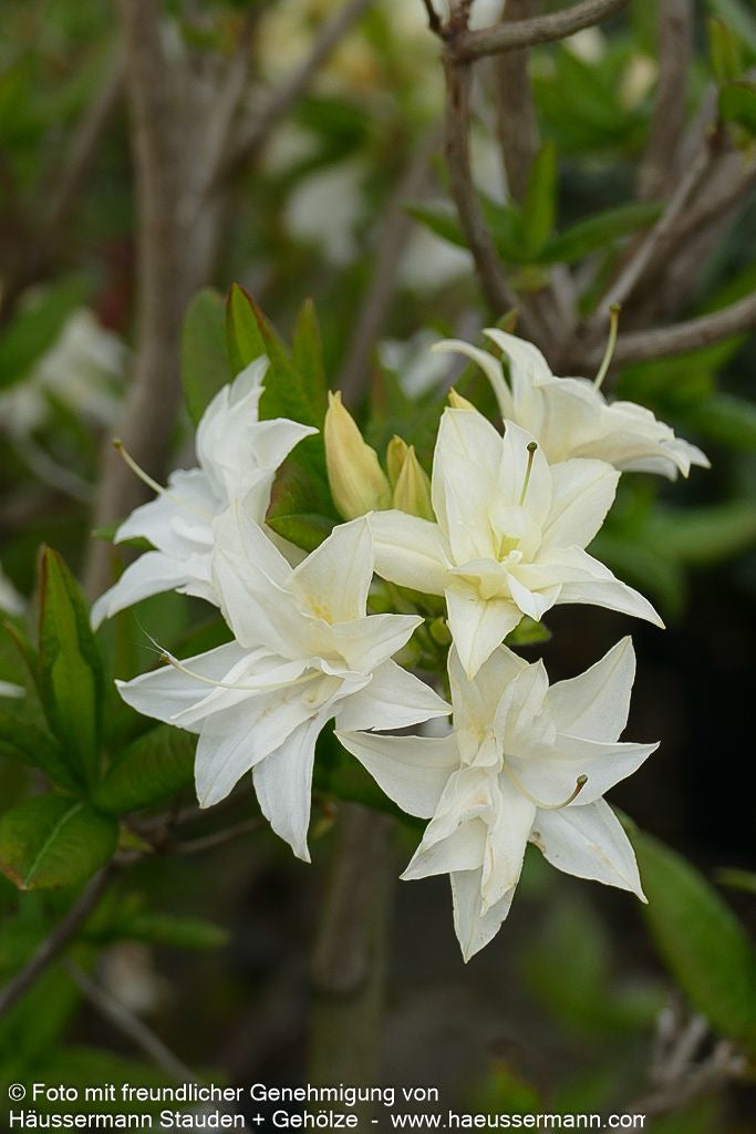 Sommergrüne Azalee 'Schneeköpfchen' (Rhododendron x mixtum)