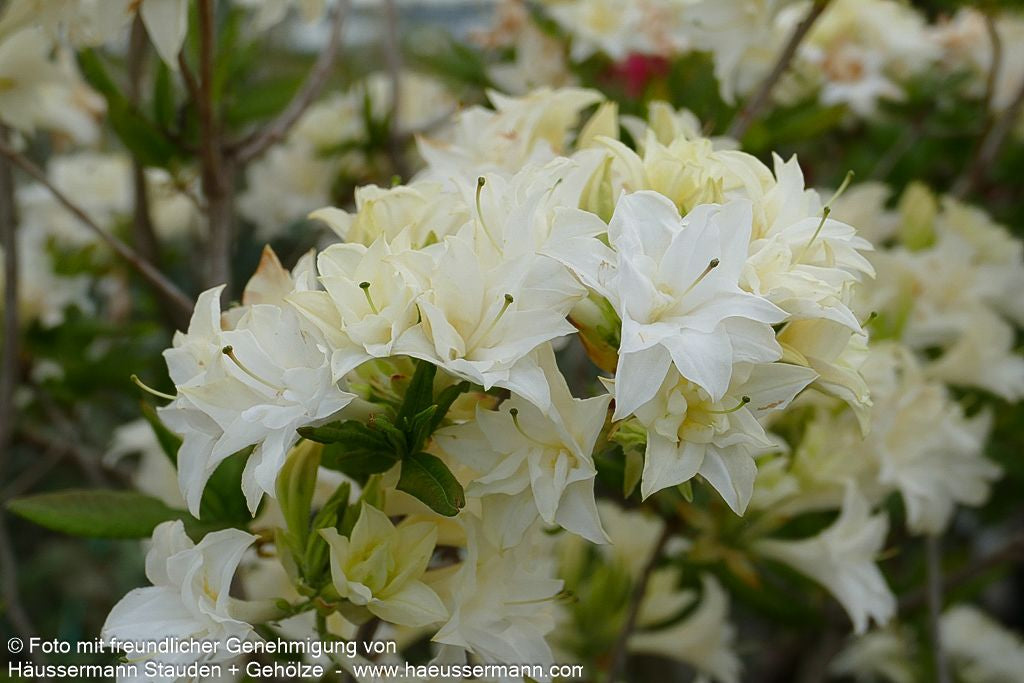 Sommergrüne Azalee 'Schneeköpfchen' (Rhododendron x mixtum)