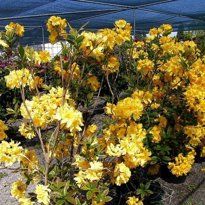 Sommergrüne Azalee 'Sun Chariot' (Rhododendron luteum II)