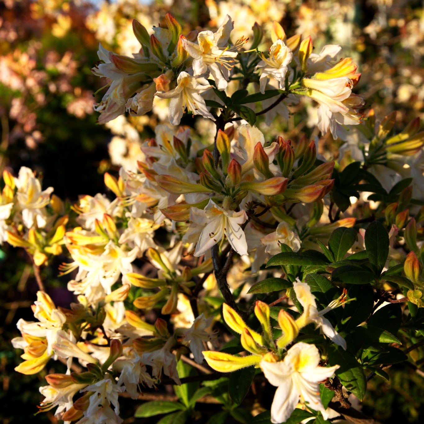 Sommergrüne Duft-Azalee 'Jolie Madame' (Rhododendron viscosum II)