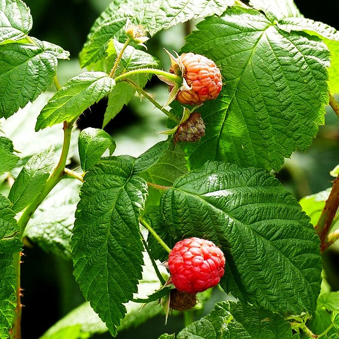 Sommerhimbeere 'Bohème' (Rubus id.)