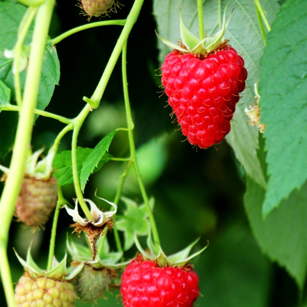Sommerhimbeere 'Summer Chef' -R- (Rubus id.)