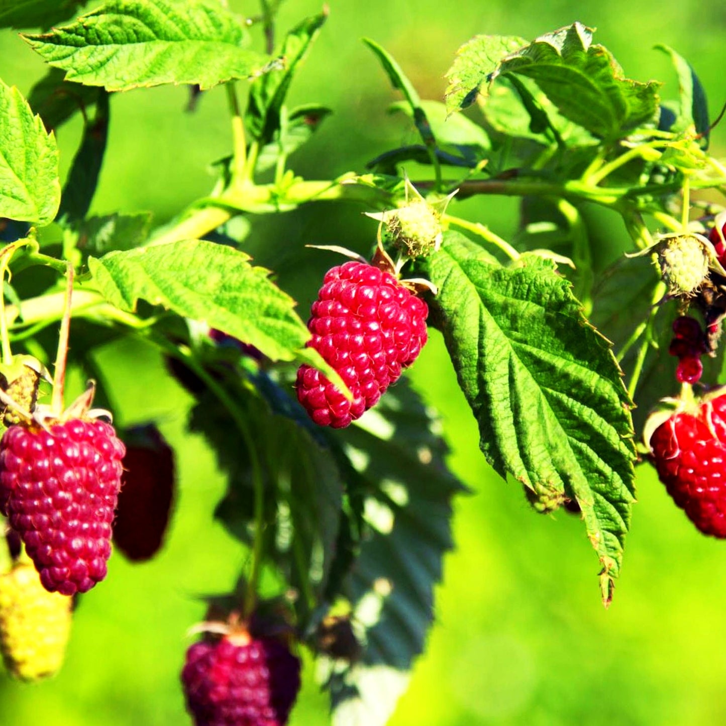 Sommerhimbeere 'Tulameen' (Rubus id. II)