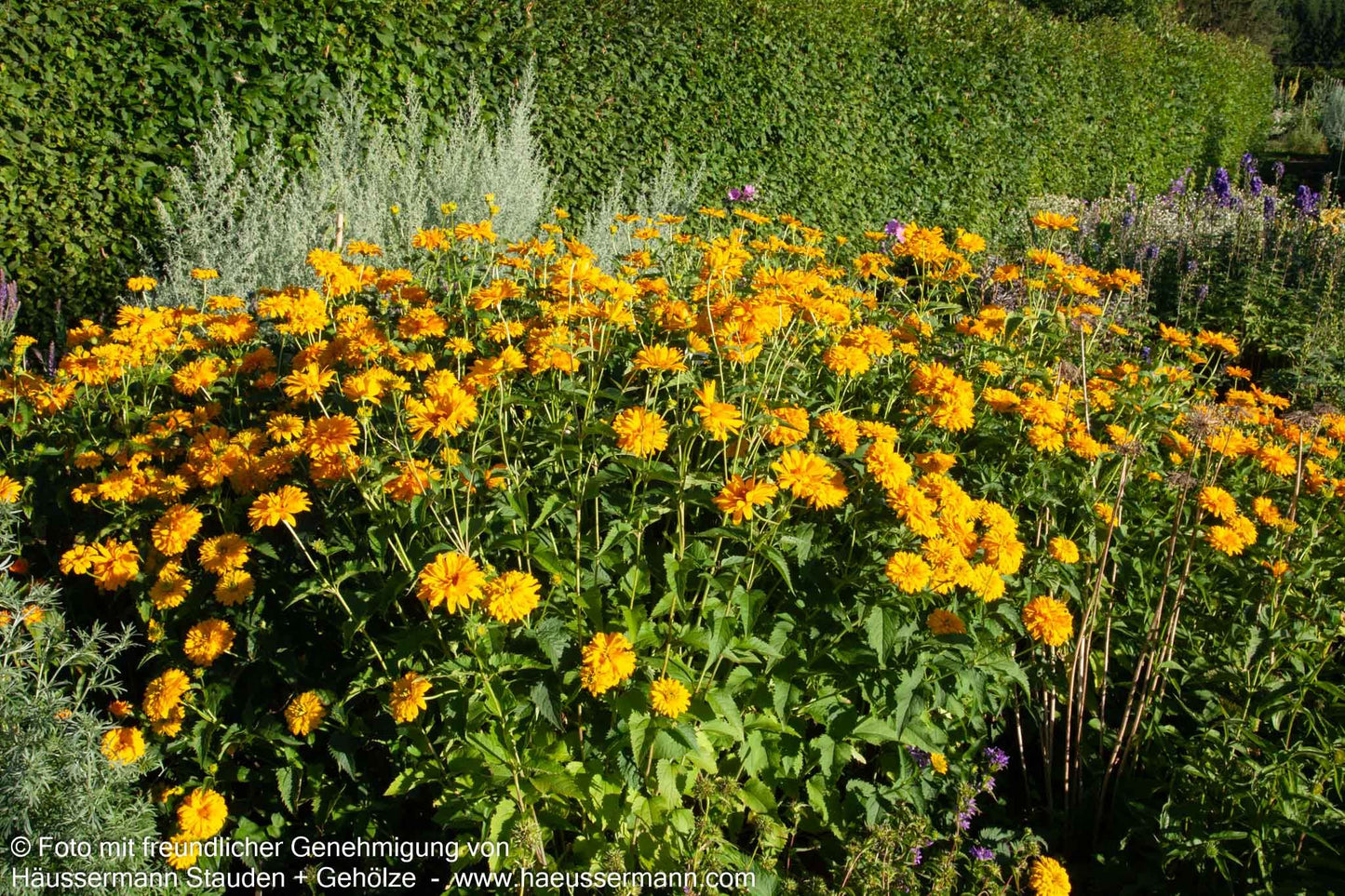 Sonnenauge 'Goldgefieder' (Heliopsis scabra)